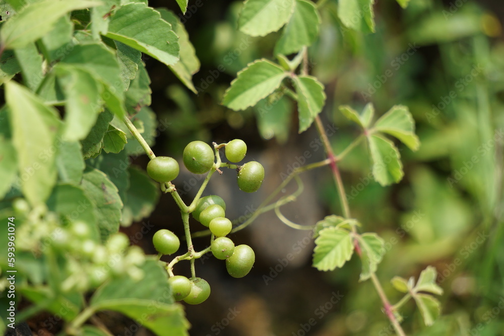 Causonis trifolia (Also called bush Grape, fox-grape, three-leaved wild vine, threeleaf cayratia) in nature. This plant has black-colored berries and its plant used for antidiabetic Causonis trifolia (Also called bush Grape, fox-grape, three-leaved wild vine, threeleaf cayratia) in nature. This plant has black-colored berries and its plant used for antidiabetic