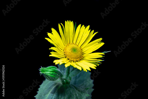 yellow flower on black background