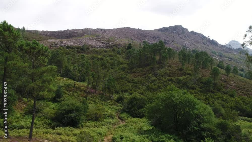 Mountain Forest In Summer Aerial View Mountain Forest In Summer Aerial View