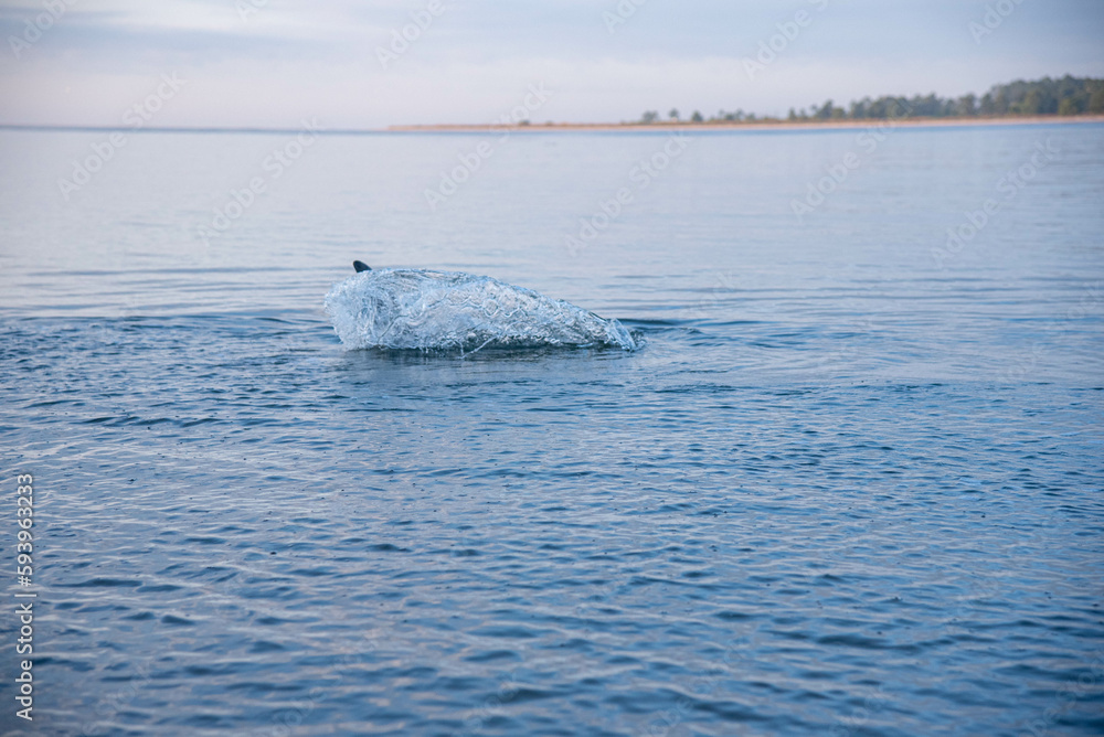 Obraz premium Dolphin swimming close to shore