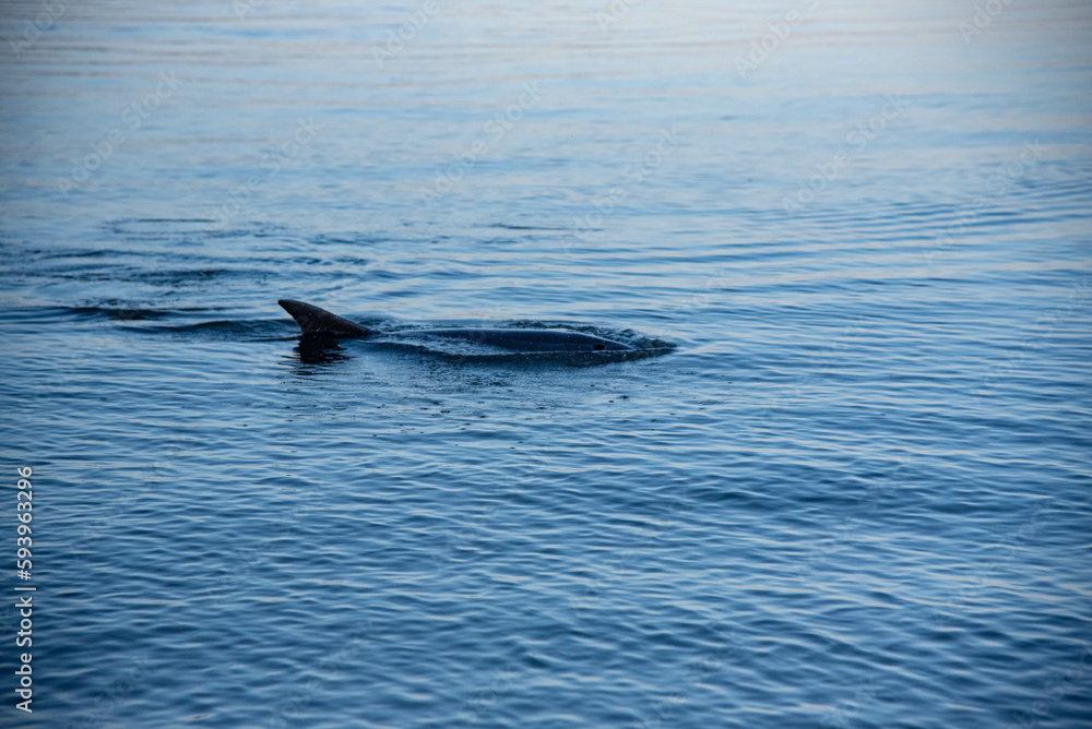 Fototapeta premium Dolphin swimming close to shore