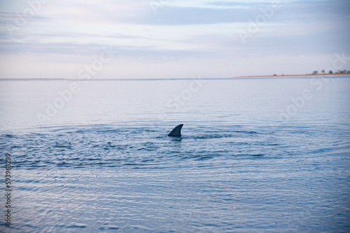 Dolphin swimming close to shore
