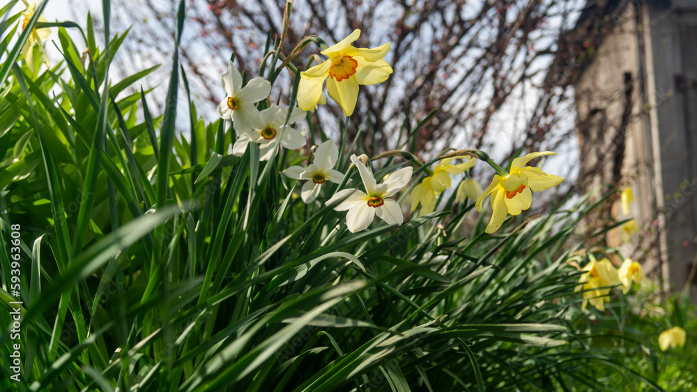 Obraz premium White and yellow narcissus flowers next to each other. White flowers in the garden. Yellow flowers in the garden. Spring time in the garden