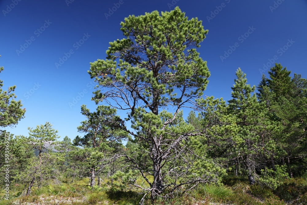 Pine tree in a forest in Norway