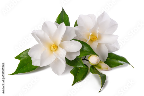 White camellia flowers