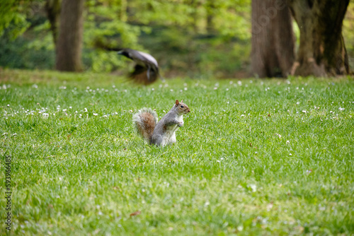 Monza: photo of a Squirrel with a chestnut in the Monza park, Italy