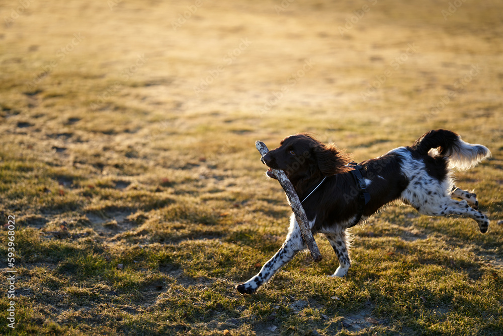 Kleiner Münsterländer young dog. smaller Münsterländer. Perfect hunting dog.
Kleiner Münsterländer young dog. smaller Münsterländer. Perfect hunting dog.