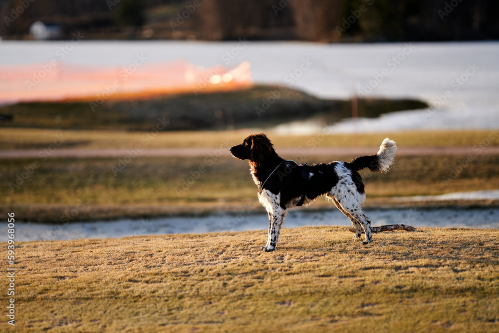 Kleiner Münsterländer young dog. smaller Münsterländer. Perfect hunting dog.
Kleiner Münsterländer young dog. smaller Münsterländer. Perfect hunting dog.