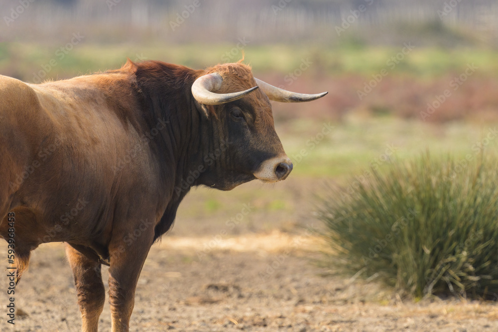 A bull standing on a pasture in Camargue A bull standing on a pasture in Camargue