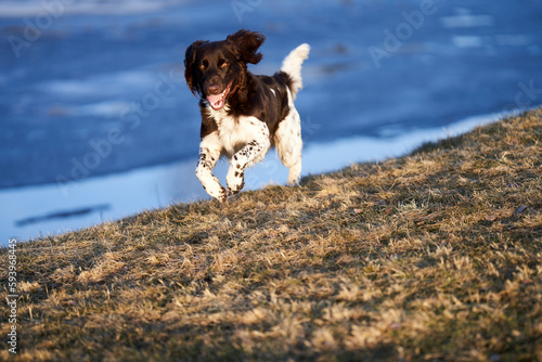 Kleiner Münsterländer young dog. smaller Münsterländer. Perfect hunting dog.	
