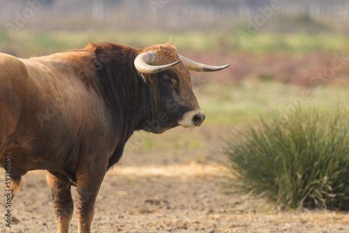 A bull standing on a pasture in Camargue