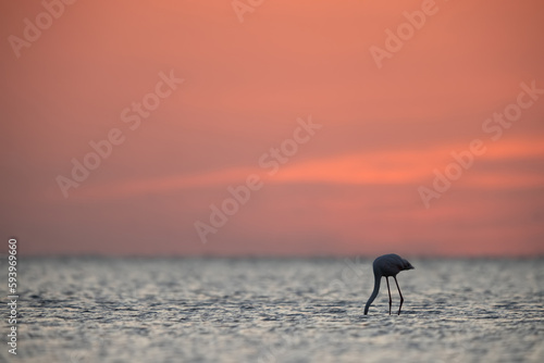 Greater Flamingos and beautiful hue during in the morning at Asker coast, Bahrain