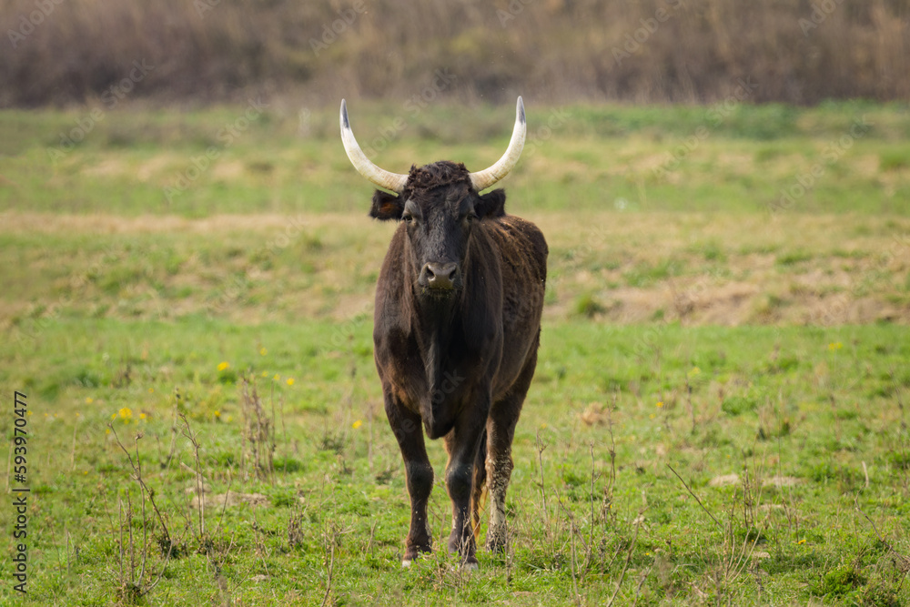A black bull standing on a pasture in Camargue A black bull standing on a pasture in Camargue
