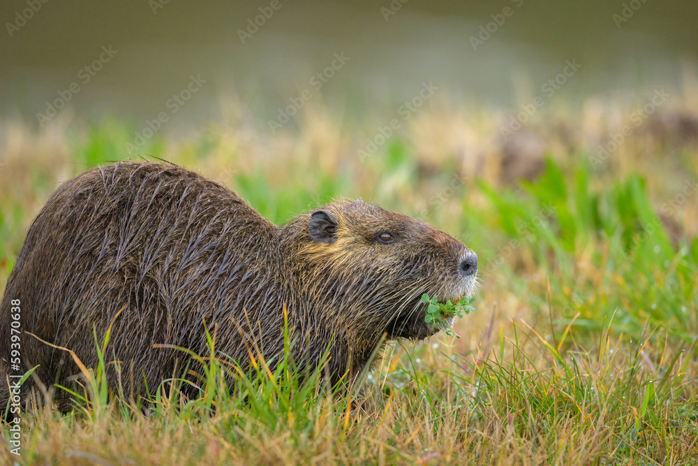 A nutria walking near water and looking for food A nutria walking near water and looking for food