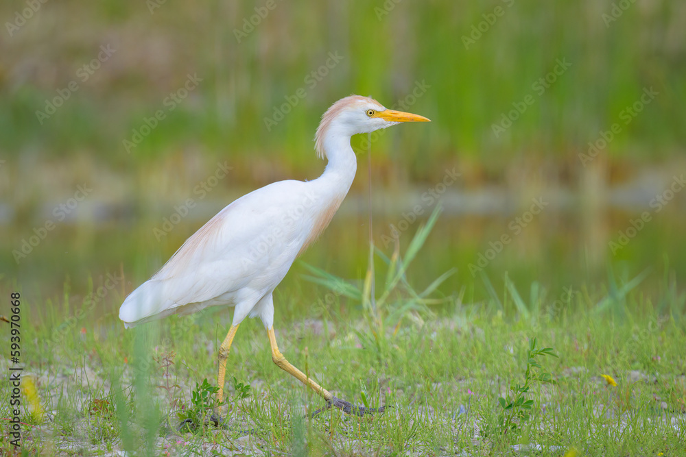 A Western Cattle Egret walking on a meadow A Western Cattle Egret walking on a meadow