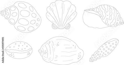 Set sea shell snail clam coloring vector illustration