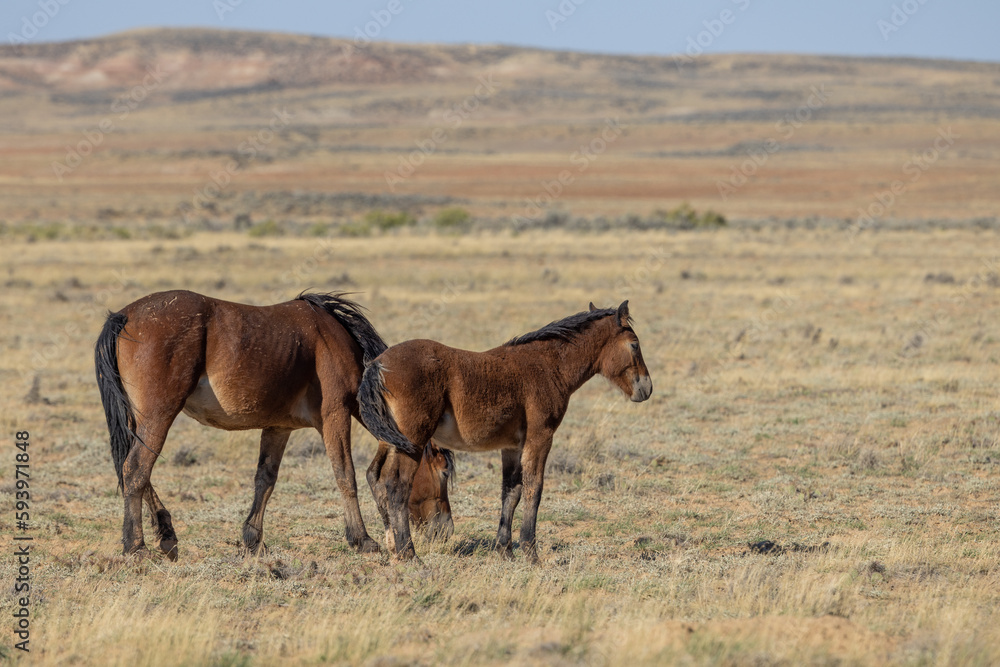 Wild Horse Mare and Foal in Autumn in the Wyoming Desert Wild Horse Mare and Foal in Autumn in the Wyoming Desert