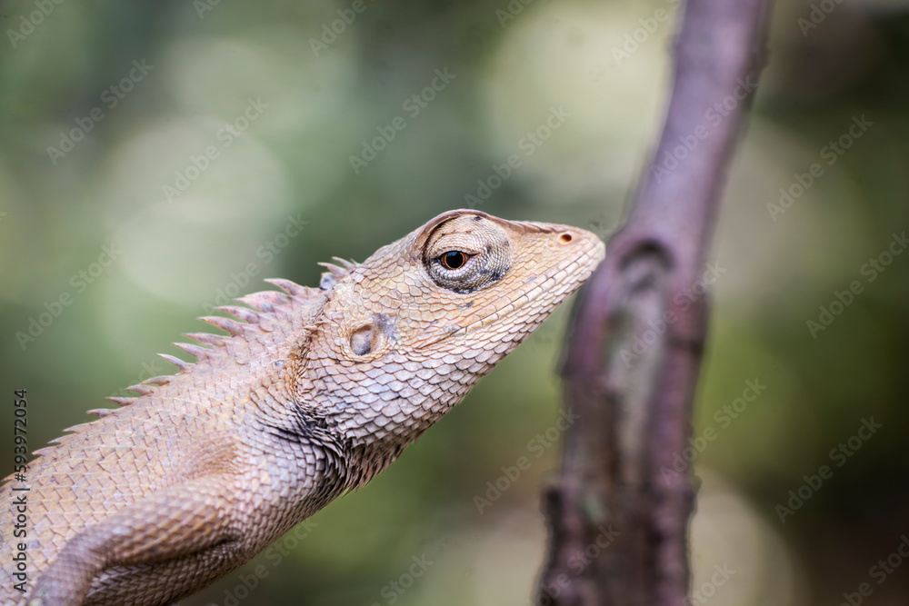 Obraz premium lizard on a tree