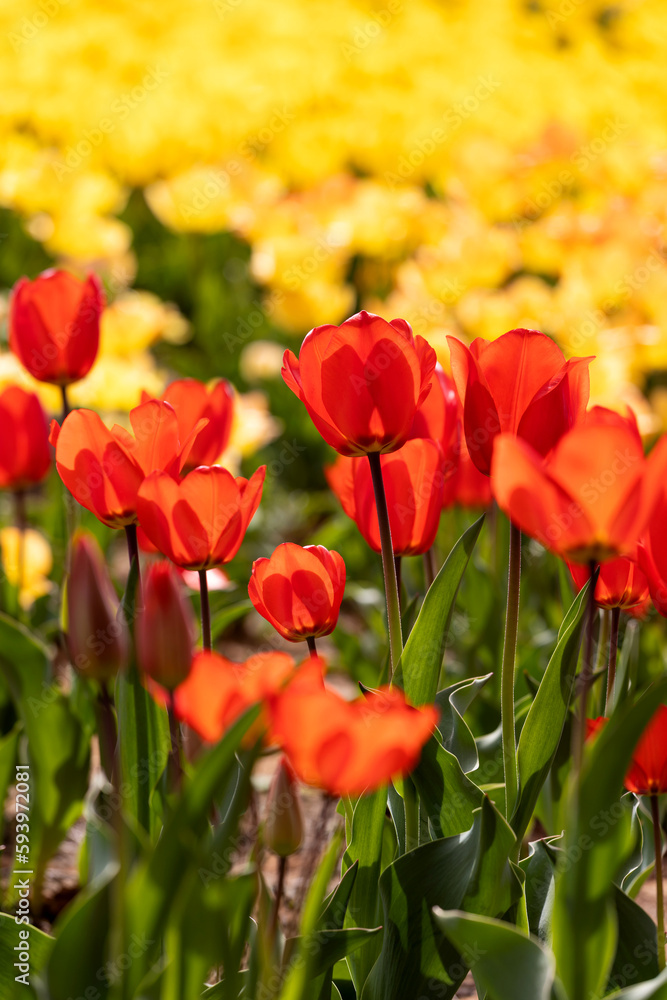 Beautiful tulips are blooming on the lawn of the park