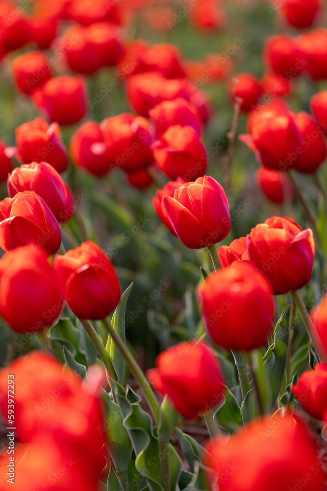 Beautiful tulips are blooming on the lawn of the park Beautiful tulips are blooming on the lawn of the park