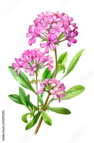 Watercolor illustration of pink phloxes flowers isolated on white background. Generative AI.