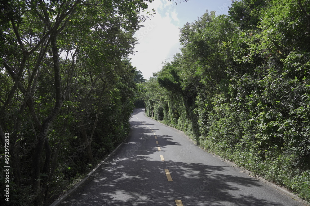 Fototapeta premium road in the forest