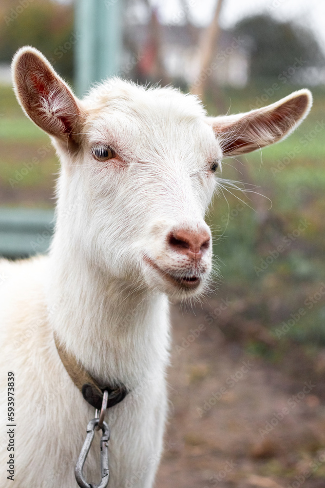 Fototapeta premium Close-up of a white goat on a farm