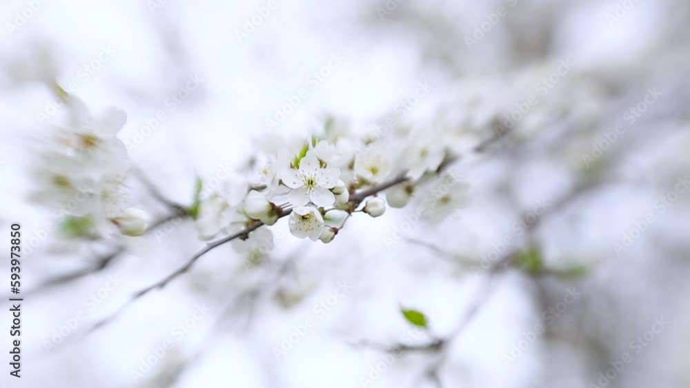 Tree branches covered with beautiful spring white flowers. Spring time blossoming. Tree branches covered with beautiful spring white flowers. Spring time blossoming.
