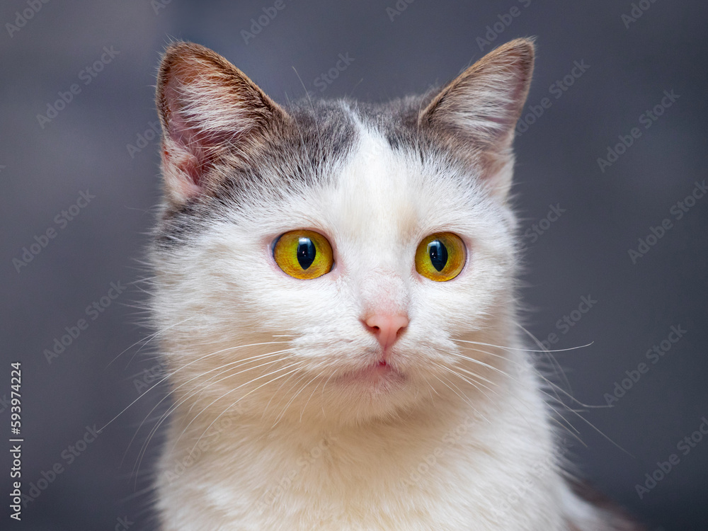 Portrait of a white spotted cat with an attentive look on a dark background