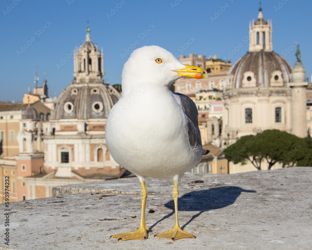 Portrait of a seagull looking to the left. Portrait of a seagull looking to the left.