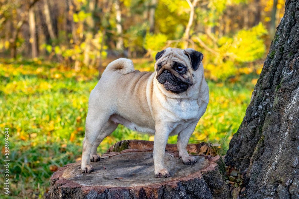 A pug dog stands on a stump in the park in the fall