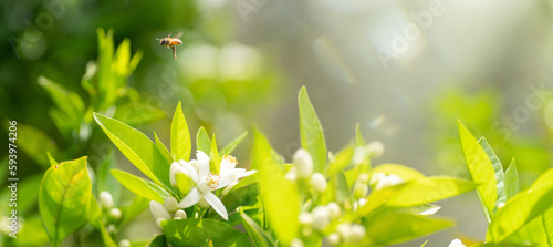 Beautiful natural background with orange tree foliage and flowers and a bee outdoors in nature.