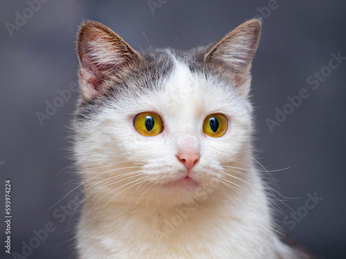 Portrait of a white spotted cat with an attentive look on a dark background