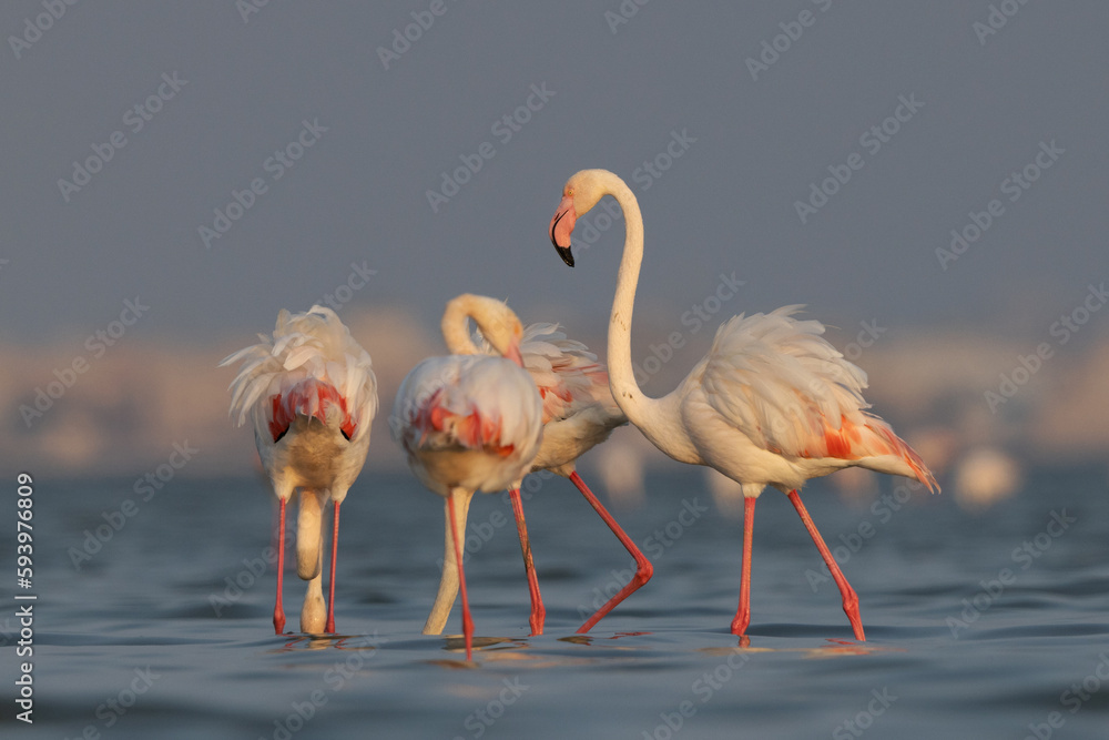 Greater Flamingos in the early morning golden light at Eker creek, Bahrain