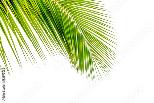 palme verte sur fond blanc 