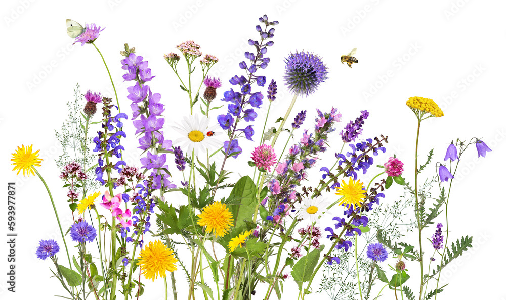 Colorful meadow and garden flowers with insects, transparent background	