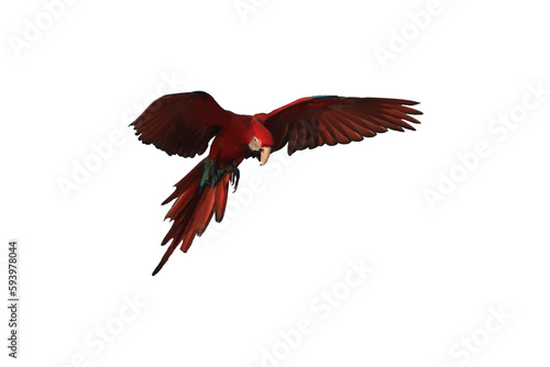 One macaw parrot is flying isolated on transparent background. 