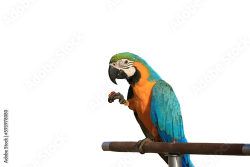 A macaw parrot standing on a perch, isolated on transparent background.