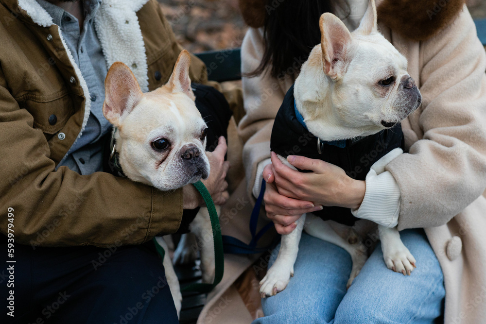 pair of french bulldogs sitting on the laps of man and woman on bench in the park