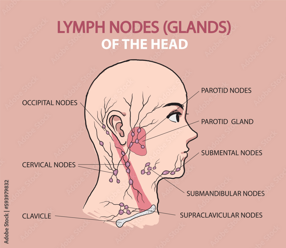 lymph nodes glands in head illustration lymph nodes glands in head illustration