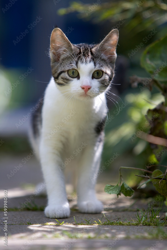 Little tabby and white kitten looking into camera in the garden Little tabby and white kitten looking into camera in the garden