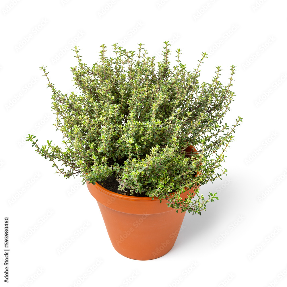Single ceramic plant pot with a fresh lemon thyme plant isolated on white background