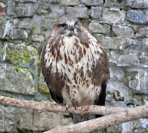 Common buzzard (Buteo buteo) portrait