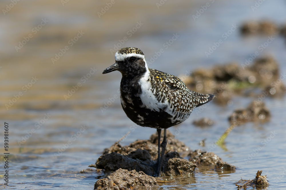 Fototapeta premium 泥濘を進むムナグロの雄