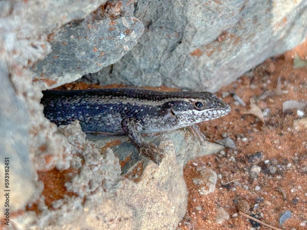 Obraz premium close up of an african striped skink