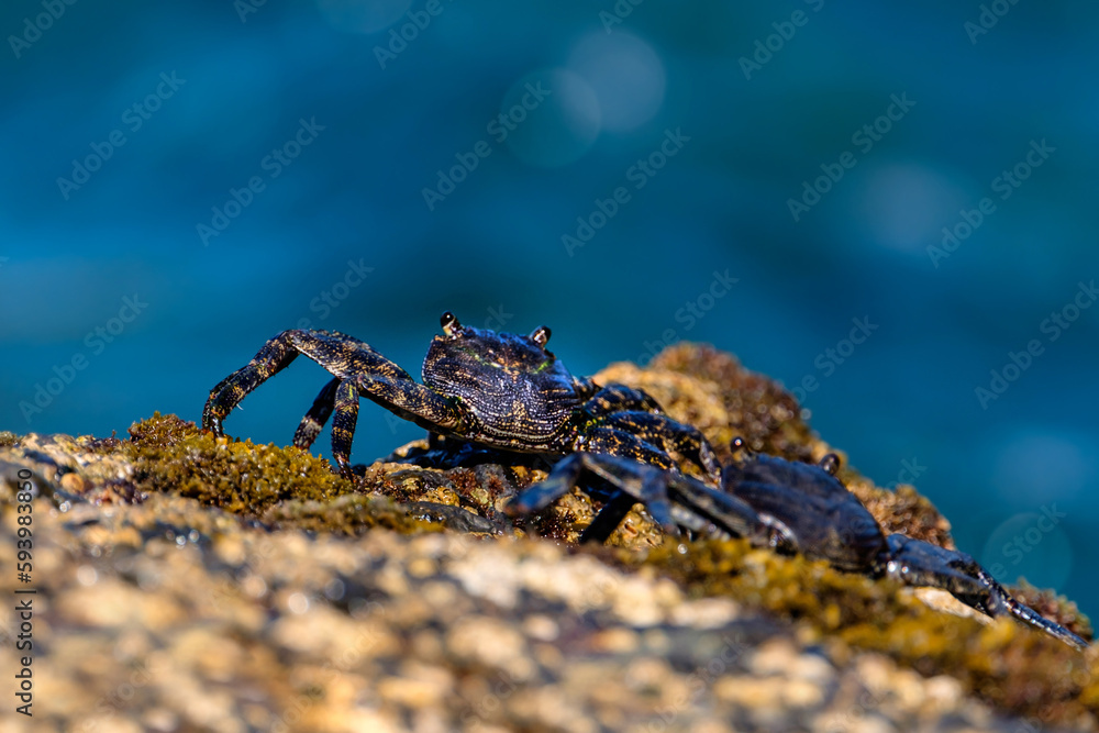 Fototapeta premium Young black crab on the cliff close to ocean on Gran Canaria island, Spain.