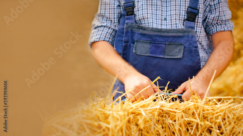 Fotografia, Obraz closeup farmer man hands holding dry haystack during working on eco farm