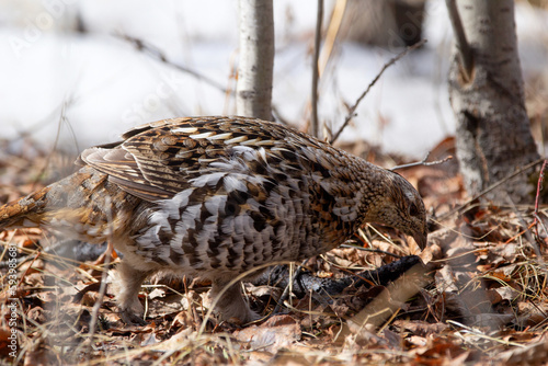 Female Ruffed grouse is foraging in the spring woods in the wild.