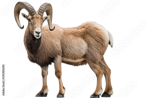horn barbary sheep isolated on white photo