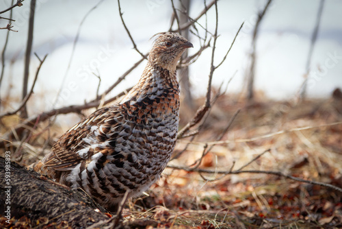 Ruffed grouse is walking in the woods in spring and looking for food.